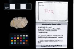 Foto (Objekt + Etikett) von Longodromites excisus (von Meyer, 1857)  (NHMW-GEO-2014-0194-0012)
